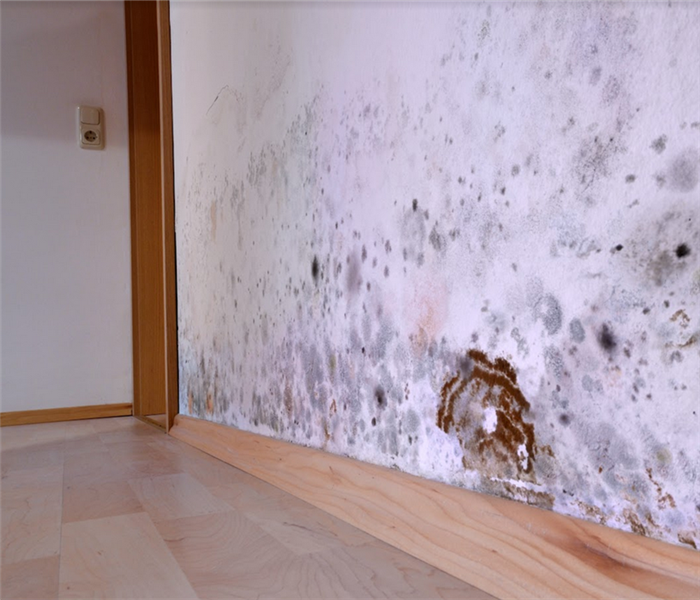 a mold damaged wall with mold growing from the baseboards up