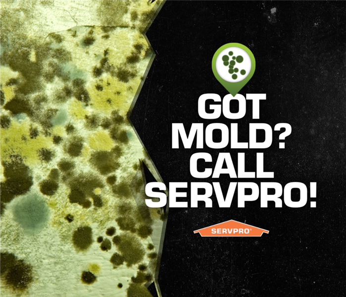 Got mold? Call SERVPRO!